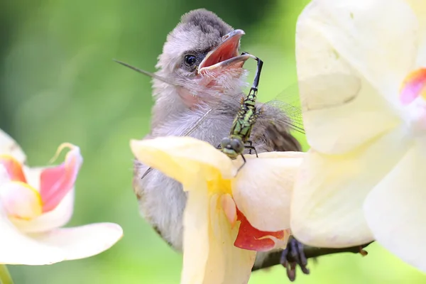 Młoda Żółta Żarówka Żeruje Ważce Dzikiej Orchidei Ten Ptak Naukowe — Zdjęcie stockowe