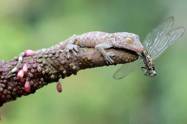 Joven Tokay Gecko Aprovecha Una Libélula Este Reptil Tiene Nombre — Foto de Stock