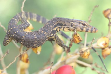 Bebek kurtarıcı kertenkele günlük aktivitelerine başlamadan önce güneşleniyor. Bu sürüngenin bilimsel adı Varanus kurtarıcıdır.. 