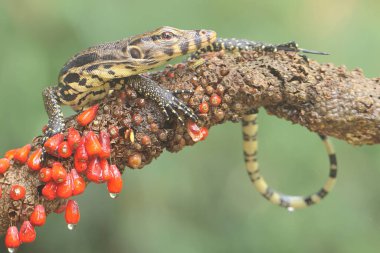 Bebek kurtarıcı kertenkele günlük aktivitelerine başlamadan önce güneşleniyor. Bu sürüngenin bilimsel adı Varanus kurtarıcıdır.. 
