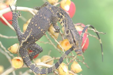Bebek kurtarıcı kertenkele günlük aktivitelerine başlamadan önce güneşleniyor. Bu sürüngenin bilimsel adı Varanus kurtarıcıdır.. 