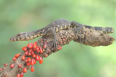 Bebek kurtarıcı kertenkele günlük aktivitelerine başlamadan önce güneşleniyor. Bu sürüngenin bilimsel adı Varanus kurtarıcıdır.. 