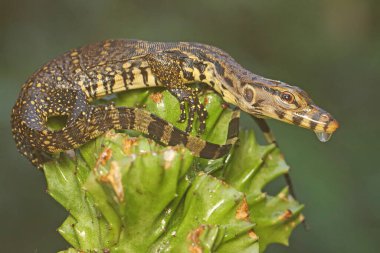 Bebek kurtarıcı kertenkele günlük aktivitelerine başlamadan önce güneşleniyor. Bu sürüngenin bilimsel adı Varanus kurtarıcıdır.. 
