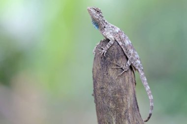 Uçan bir ejderha (Draco volans) günlük aktivitelerine başlamadan önce güneşleniyor. 