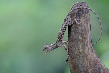 Uçan bir ejderha (Draco volans) günlük aktivitelerine başlamadan önce güneşleniyor. 