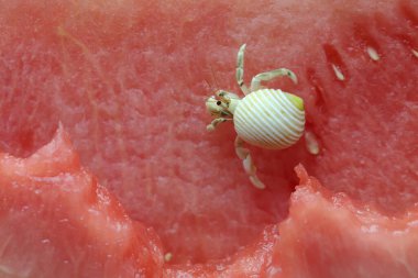 Bir keşiş yengeci (Paguroidea sp) karpuzun üzerinde yavaşça yürüyor.