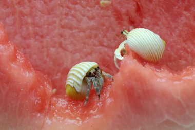 İki münzevi yengeç (Paguroidea sp) karpuzların üzerinde yavaşça yürüyorlar. Bulanık arkaplan üzerine seçmeli odak.