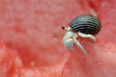 Bir keşiş yengeci (Paguroidea sp) karpuzun üzerinde yavaşça yürüyor.