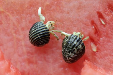 İki münzevi yengeç (Paguroidea sp) karpuzların üzerinde yavaşça yürüyorlar. Bulanık arkaplan üzerine seçmeli odak.