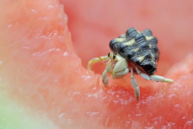 Bir keşiş yengeci (Paguroidea sp) karpuzun üzerinde yavaşça yürüyor.