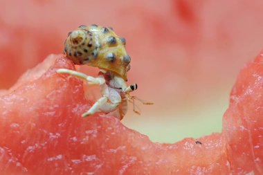 Bir keşiş yengeci (Paguroidea sp) karpuzun üzerinde yavaşça yürüyor.