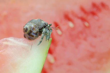 Bir keşiş yengeci (Paguroidea sp) karpuzun üzerinde yavaşça yürüyor.
