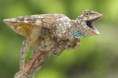 Uçan bir ejderha (Draco volans) günlük aktivitelerine başlamadan önce güneşleniyor. 