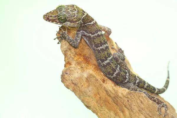 Лесной Геккон Ищет Добычу Spread Gecko Which Has Scientific Name — стоковое фото