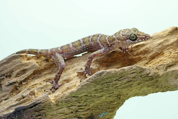 Лесной Геккон Ищет Добычу Spread Gecko Which Has Scientific Name — стоковое фото