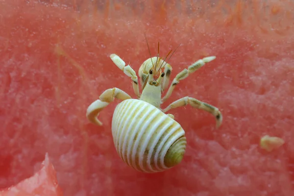 Krab Poustevník Paguroidea Pomalu Kráčí Vrcholu Melounu — Stock fotografie