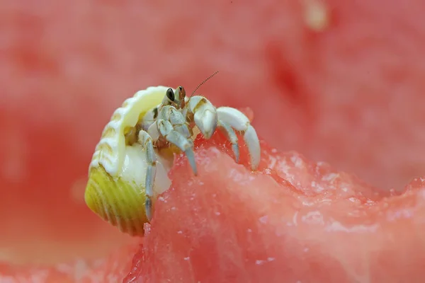 Crabe Ermite Paguroidea Marche Lentement Sur Dessus Pastèque — Photo