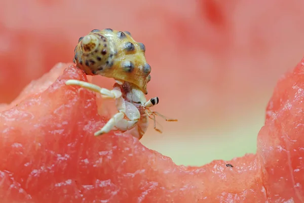 Bir keşiş yengeci (Paguroidea sp) karpuzun üzerinde yavaşça yürüyor.
