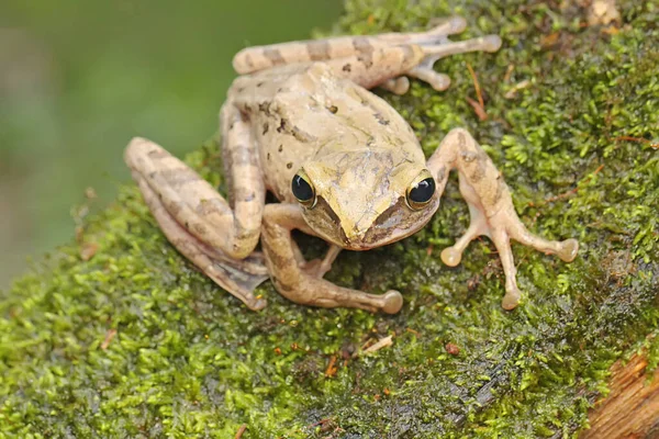 Obyčejná Stromová Žába Ležící Shnilém Dřevě Zarostlém Mechem Žába Také — Stock fotografie