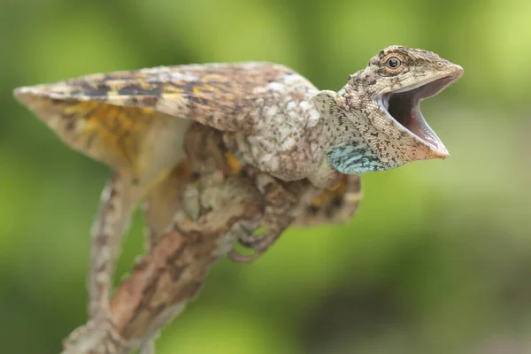 Flying Dragon Draco Volans Sunbathing Starting Its Daily Activities — Stock Photo, Image