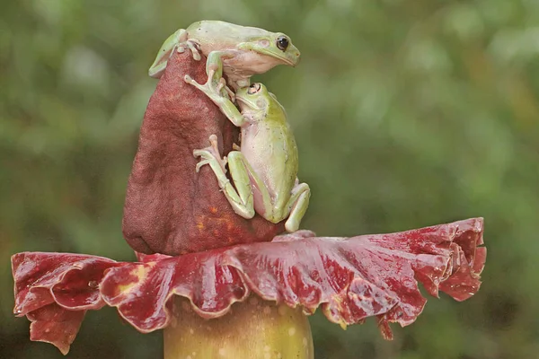 야생화 위에서 개구리 — 스톡 사진