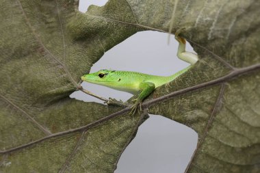 Bir Zümrüt Ağacı Kayması (Lamprolepis smaragdina) bir yaprak boşluğunun arkasından avını gizliyor..