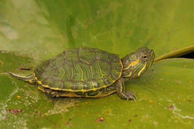 Kırmızı kulaklı sürgülü kaplumbağa günlük aktivitelerine başlamadan önce bir nilüfer yaprağının üzerinde güneşleniyor. Bu sürüngenin bilimsel adı Trachemys scripta elegans. 