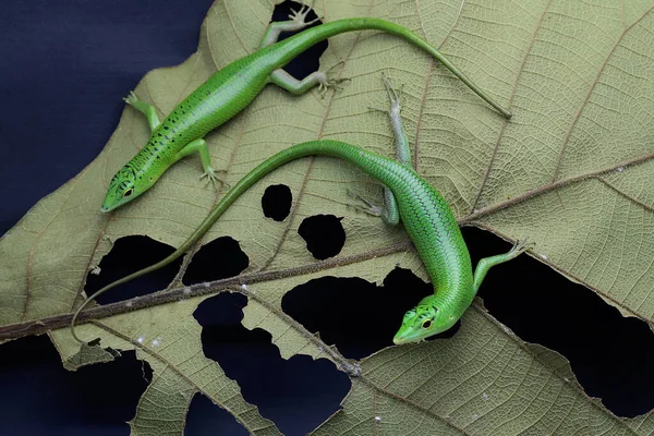 İki zümrüt ağacı derisi (Lamprolepis smaragdina) bir yaprak boşluğunun arkasından avını gizler..
