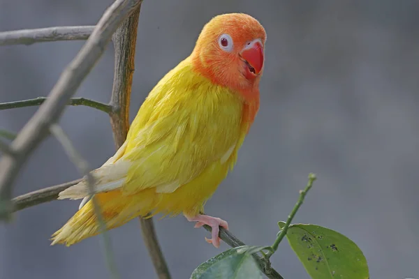 Krása Milujícího Ptáka Agapornis Lutino Typu Jasně Oranžovou Žlutou Péřovou — Stock fotografie