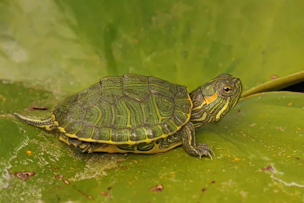 Kırmızı kulaklı sürgülü kaplumbağa günlük aktivitelerine başlamadan önce bir nilüfer yaprağının üzerinde güneşleniyor. Bu sürüngenin bilimsel adı Trachemys scripta elegans. 