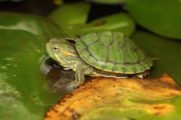 Kırmızı kulaklı sürgülü kaplumbağa günlük aktivitelerine başlamadan önce bir nilüfer yaprağının üzerinde güneşleniyor. Bu sürüngenin bilimsel adı Trachemys scripta elegans. 