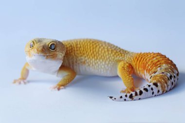 Bir leopar kertenkelesi (Eublepharis macularius) kendine özgü bir şekilde poz verir.