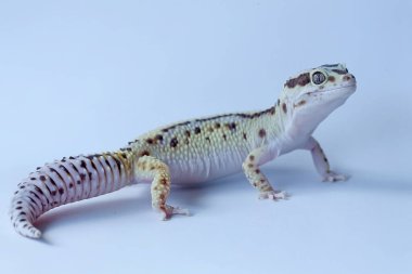 Bir leopar kertenkelesi (Eublepharis macularius) kendine özgü bir şekilde poz verir.