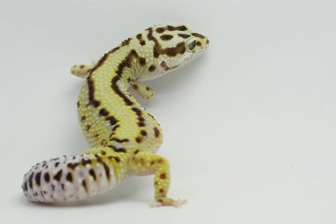 Bir leopar kertenkelesi (Eublepharis macularius) kendine özgü bir şekilde poz verir.