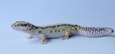 Bir leopar kertenkelesi (Eublepharis macularius) kendine özgü bir şekilde poz verir.