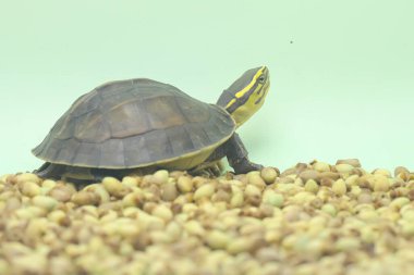 Bir Amboina Kutu Kaplumbağa veya Güneydoğu Asya Kutu Kaplumbağası günlük faaliyetlerine başlamadan önce güneşleniyor. Bu kabuklu sürüngenin bilimsel adı Coura amboinensis.. 