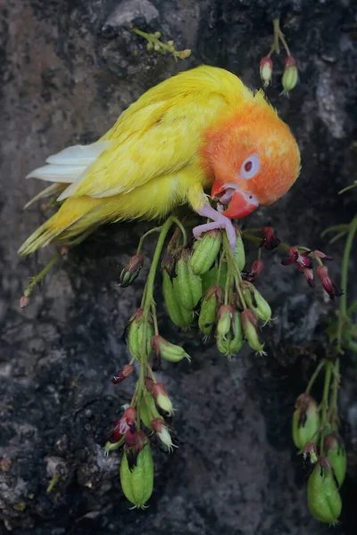 Schoonheid Van Een Liefdesvogel Agapornis Lutino Type Met Heldere Oranje — Stockfoto