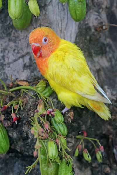 Belleza Pájaro Del Amor Agapornis Tipo Lutino Con Color Naranja —  Fotos de Stock