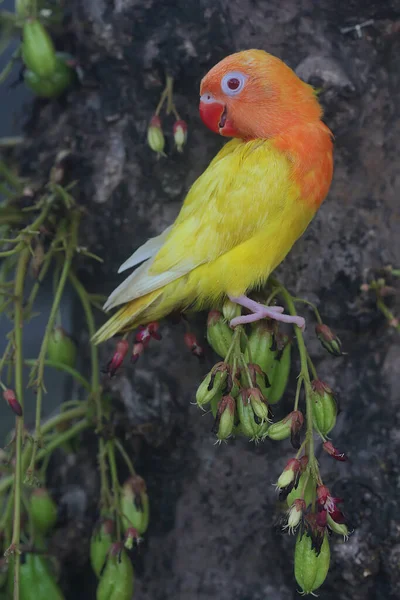 Beauty Love Bird Agapornis Lutino Type Bright Orange Yellow Feather — Stock Photo, Image