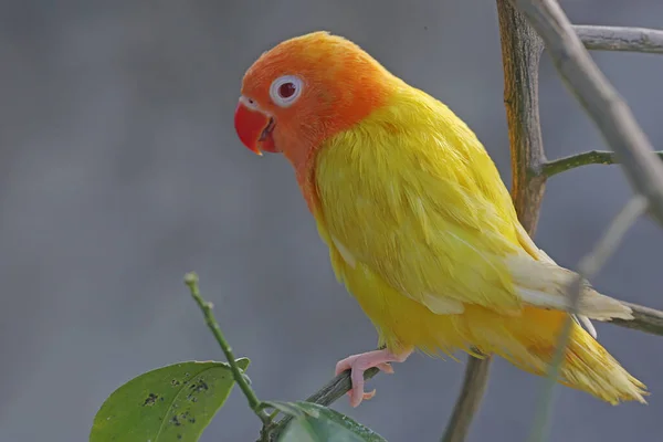 Bir Aşk Kuşunun Agapornis Parlak Turuncu Sarı Tüy Rengine Sahip — Stok fotoğraf