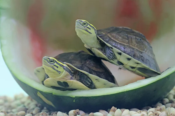 Dois Amboina Box Turtle Sudeste Asiático Box Turtle Estão Aquecendo — Fotografia de Stock