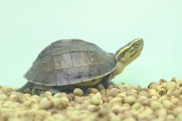 Amboina Box Sköldpadda Eller Sydostasiatisk Box Sköldpadda Solar Innan Han — Stockfoto