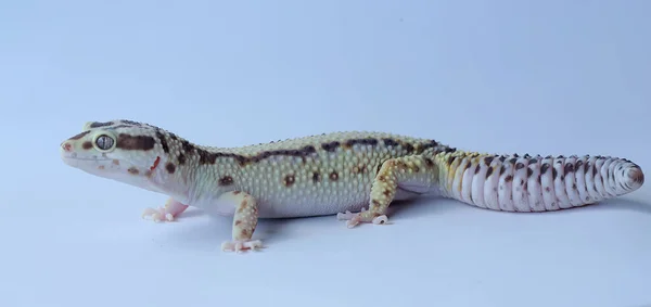 Leopardo Gecko Eublepharis Macularius Está Posando Estilo Distinto — Fotografia de Stock