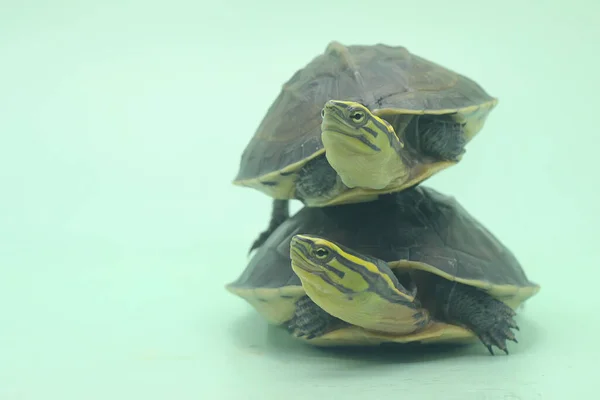 Dois Amboina Box Turtle Sudeste Asiático Box Turtle Estão Aquecendo — Fotografia de Stock