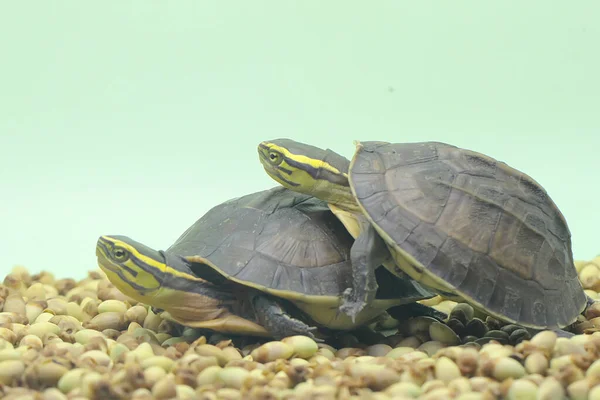 Dois Amboina Box Turtle Sudeste Asiático Box Turtle Estão Aquecendo — Fotografia de Stock