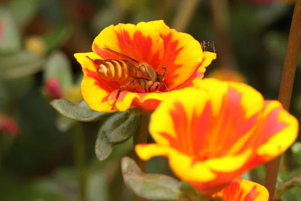 Belleza Las Flores Musgo Rosa Que Están Plena Floración Esta —  Fotos de Stock