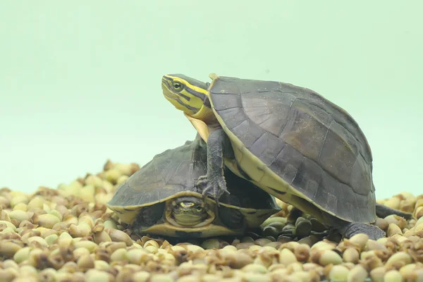 Dois Amboina Box Turtle Sudeste Asiático Box Turtle Estão Aquecendo — Fotografia de Stock