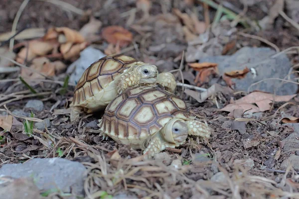 Twee Afrikaanse Aangewakkerde Schildpadden Centrochelys Sulcata Eten Hun Favoriete Groente — Stockfoto