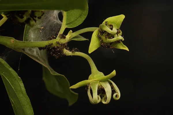 Fiore Cananga Odorata Piena Fioritura Questo Fiore Odore Fragrante Quindi — Foto Stock