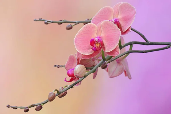 飞蛾兰花盛开的美丽 这朵美丽的花的学名是 凤仙草 — 图库照片